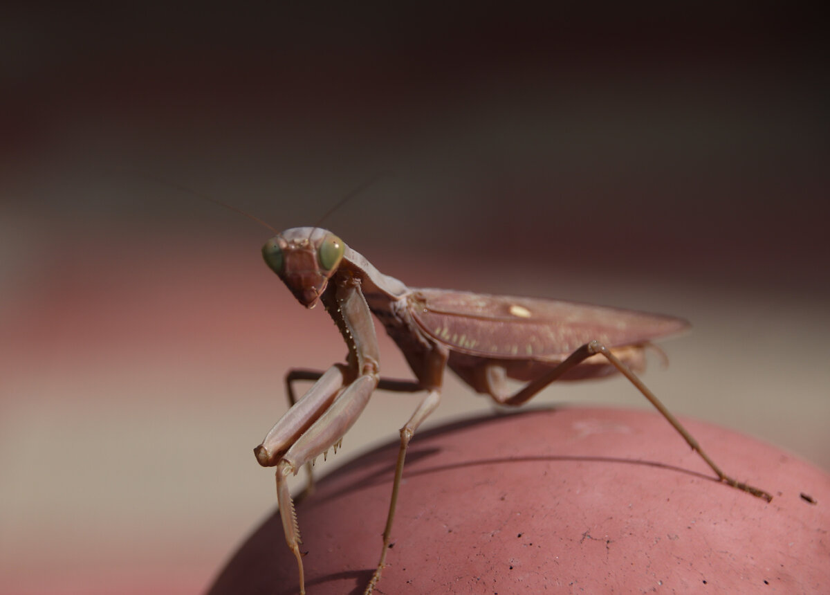 Путь трансформации день 2. Таро В. Зеланда. 22.02.23