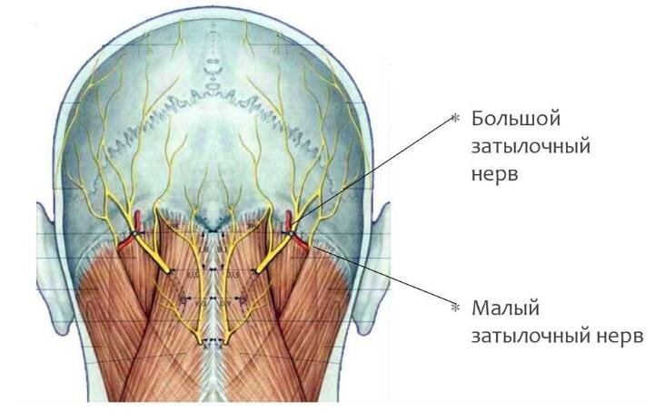 Затылочные мышцы