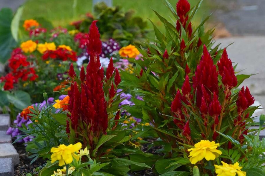 7 очаровательных и неприхотливых цветов для садовых вазонов, фото и .