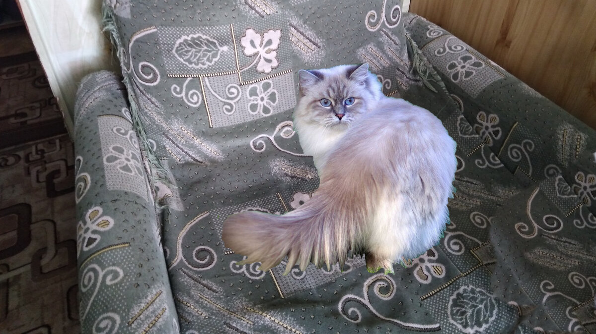 Кошка Даша.