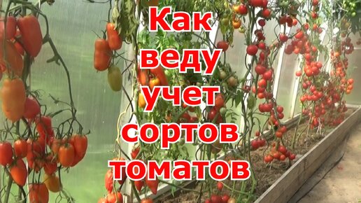 Как веду учет сортов и гибридов помидоров. Какие томаты для раннего урожая и когда сеять.