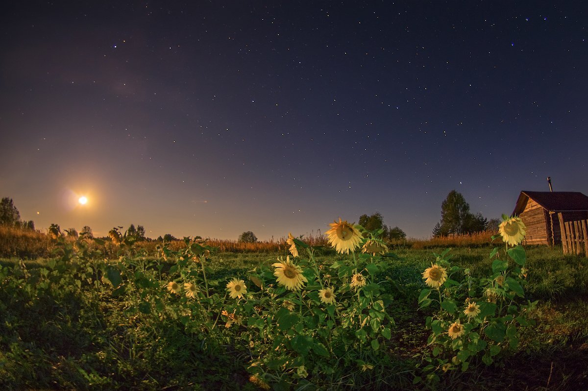 Яндекс. Картинки