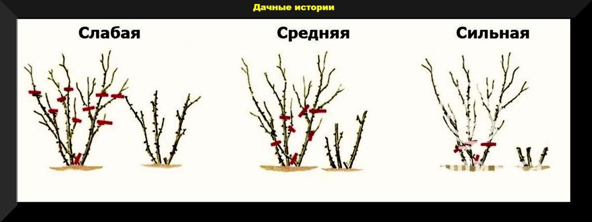 Когда обрезать розы после зимы в подмосковье. Обрезка плетистой розы весной. Обрезка розы шраб весной. Правильная обрезка роз весной схема.