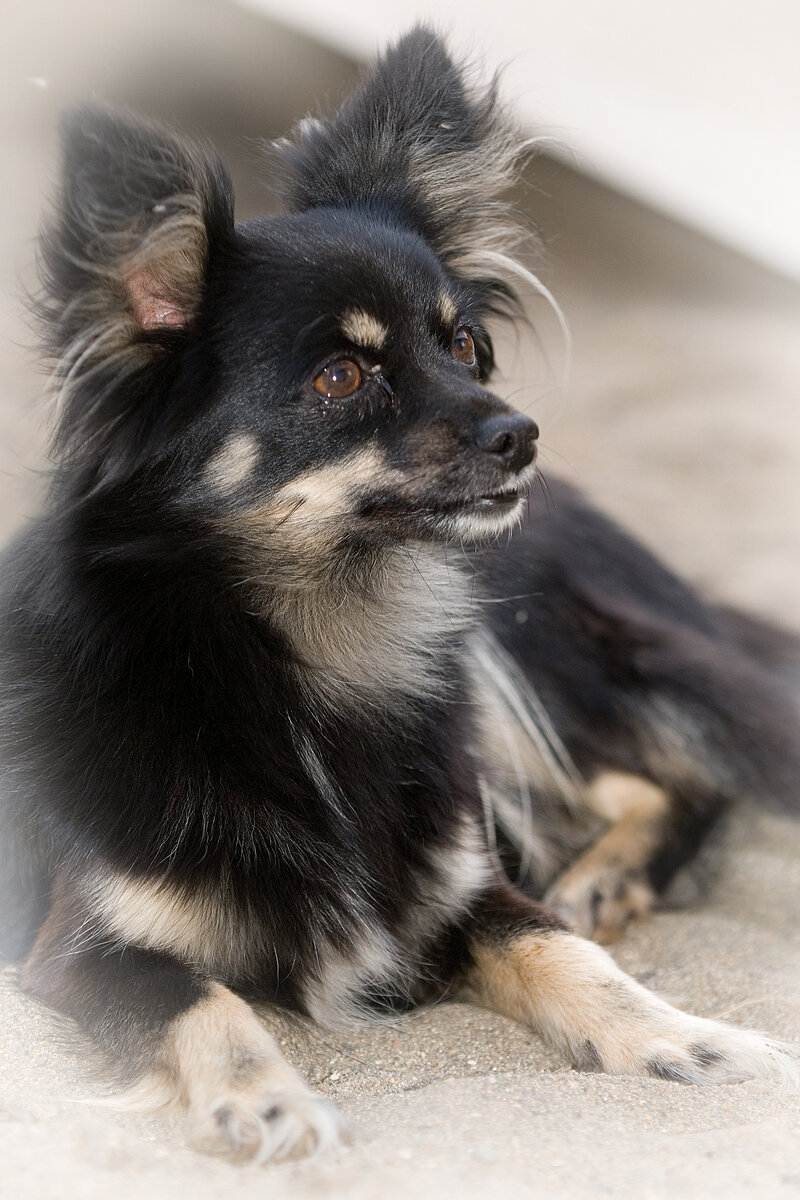 Алиса! У тёщеньки животинка была... Мы ещё не подъедем, а она уже за 500 метров скулить начинала. Вот как они чувствуют своих хозяев?