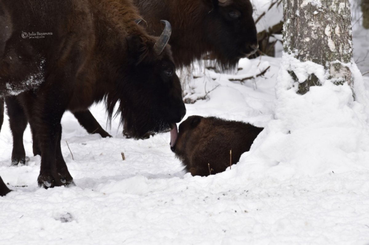    Радий Хабиров сообщил, что первые 18 зубров приедут в Башкирию уже в мае