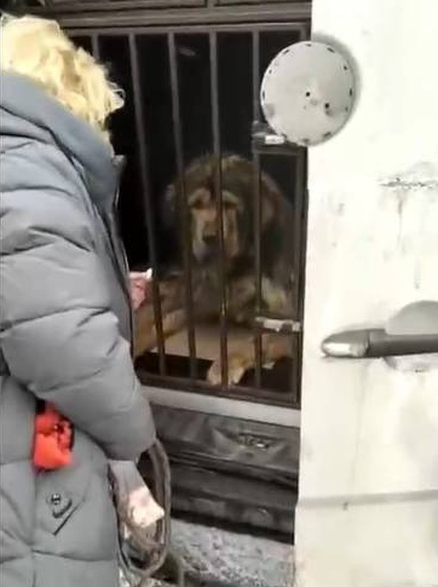     В таком плачевном состоянии нашли собаку волонтеры. Фото: группа помощи тибетским мастифам.