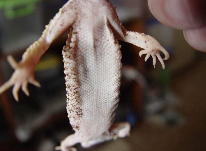 Бородатая агама с диагнозом 