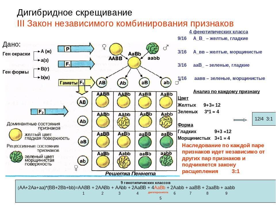 Сколько процентов особей будет иметь рецессивный. Дигибридное скрещивание закон независимого наследования признаков. Таблицы «моногибридное скрещивание» и «дигибридное скрещивание».. Закономерности наследования признаков дигибридное скрещивание. Дигибридное скрещивание 9 класс биология.