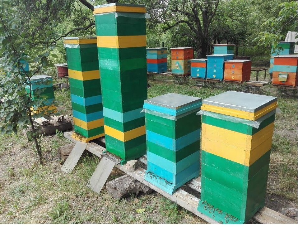 Альпийский улей