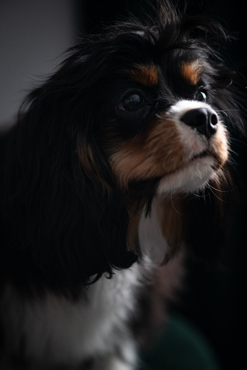 Кавалер-кинг-чарльз-спаниель