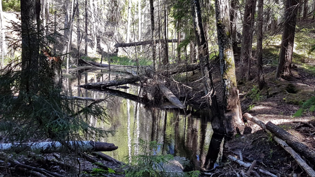 2003 год, Курская область. Поздно вечером в РУВД города Льгова пришли две женщины. Обе были сильно встревожены. Они заявили, что со вчерашнего дня ищут своих дочерей.-2