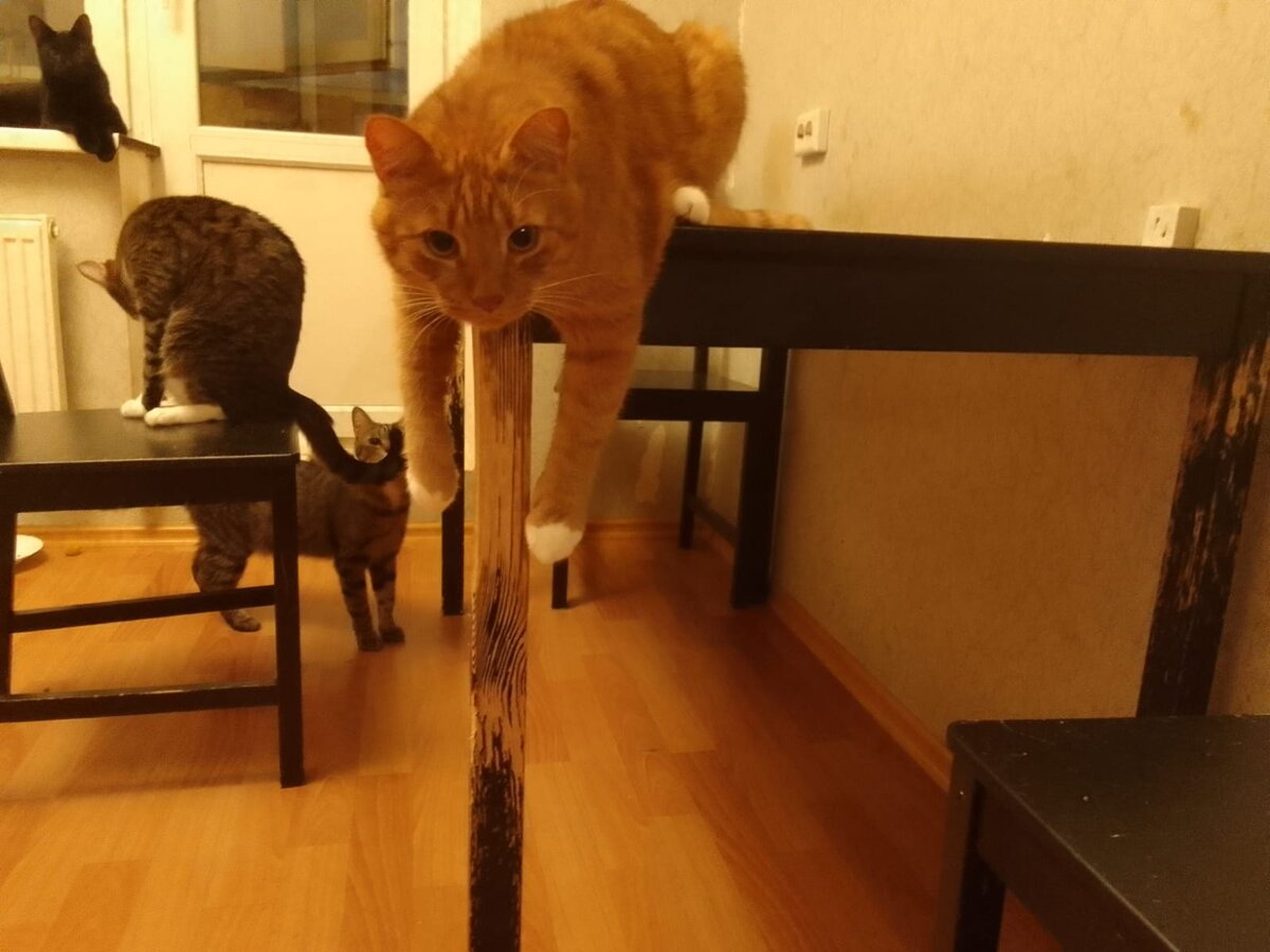 Главный бобр. Мастерски подпилил ножку стола, как сыночка научил.