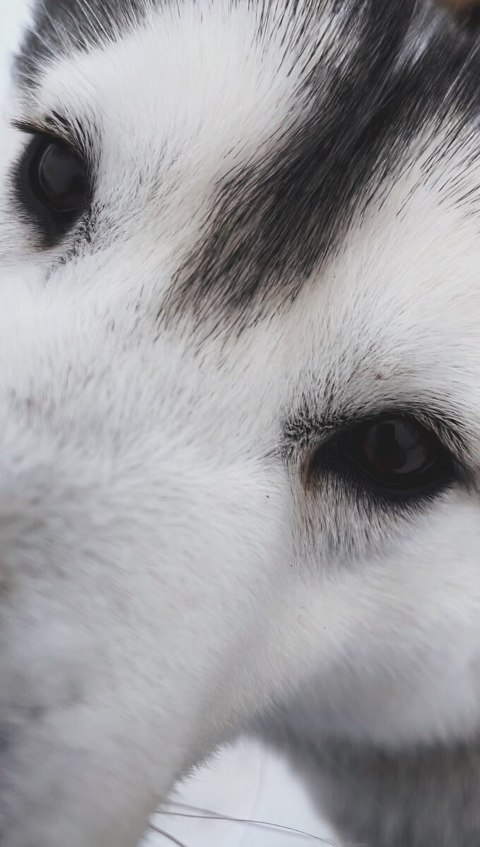 Посмотрите в эти глаза. Хаски Лара