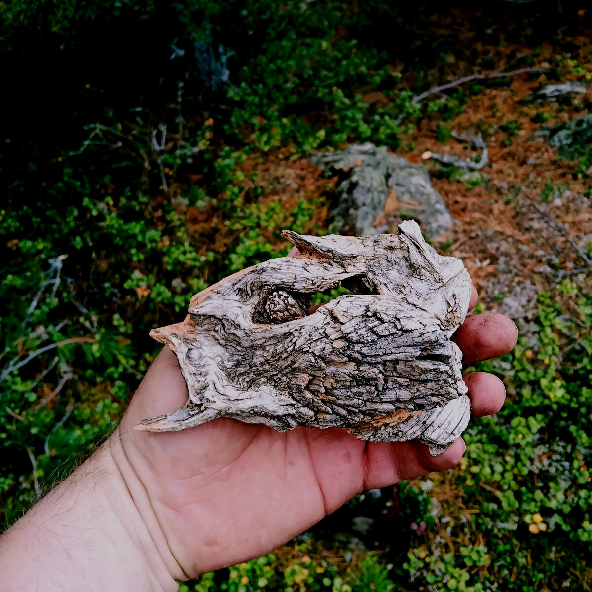 Голова рыбы. Кедр Алтай.