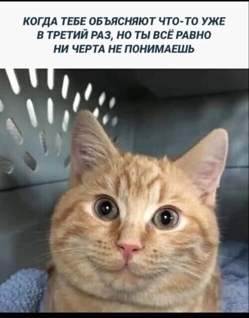 Картинка из интернета