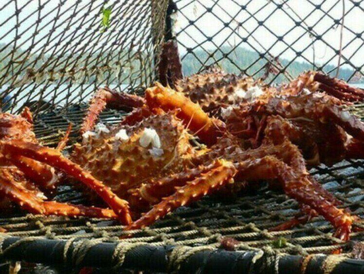     Фото: kamchatka-news.net.