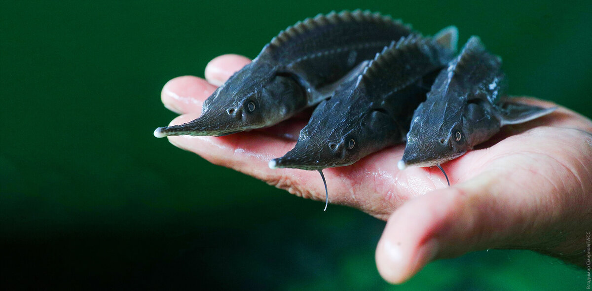 Фото: Владимир Смирнов/ТАСС