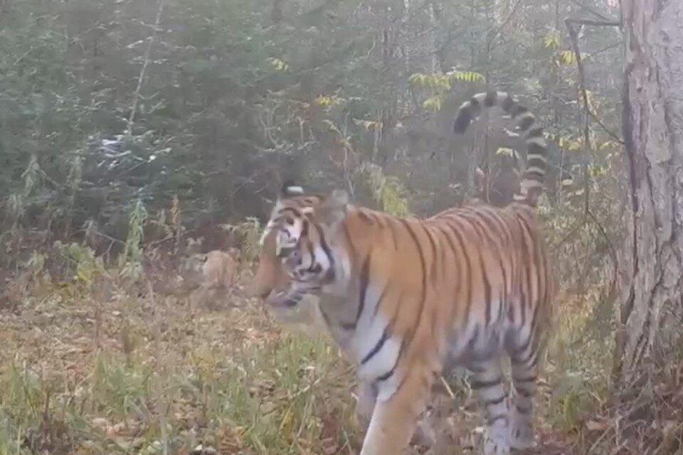     Вероятно, у хищницы появились на свет самка и самец  Скриншот с видео