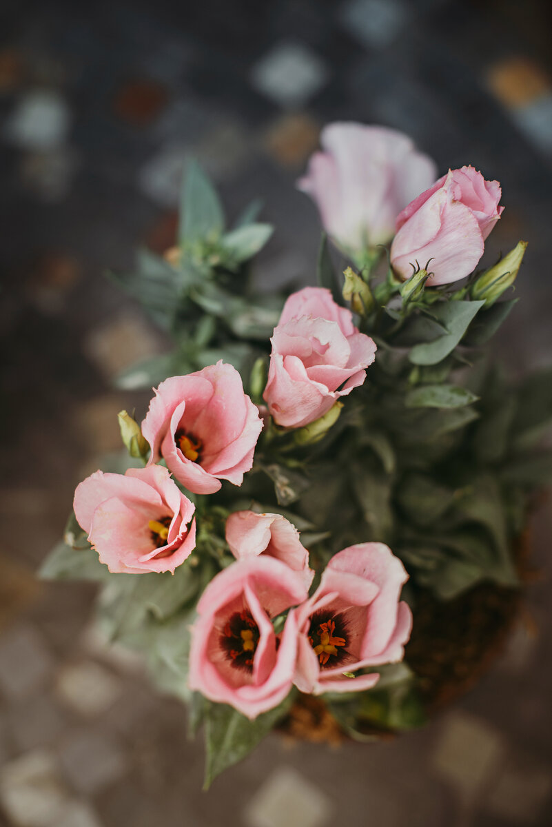 Эустома горшечная серии Кармен 