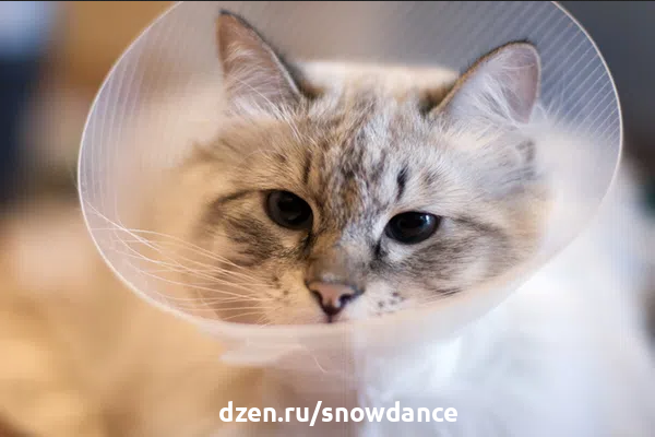 Кот после кастрации