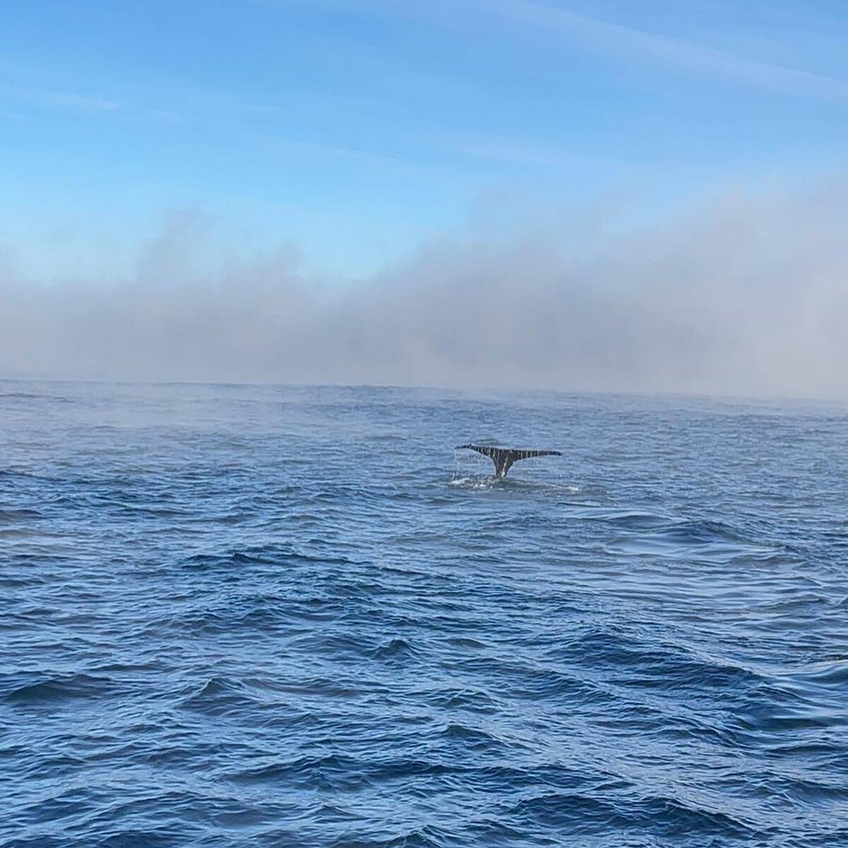 Киты в Баренцевом море 