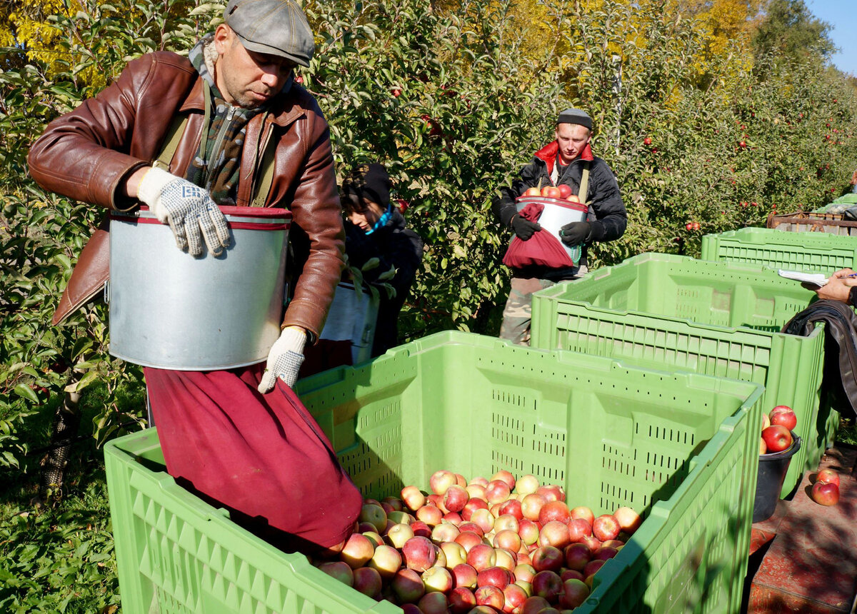 Доставка яблок по россии. Плодово ягодные. Сбор яблок. Агрофирма красный сад.