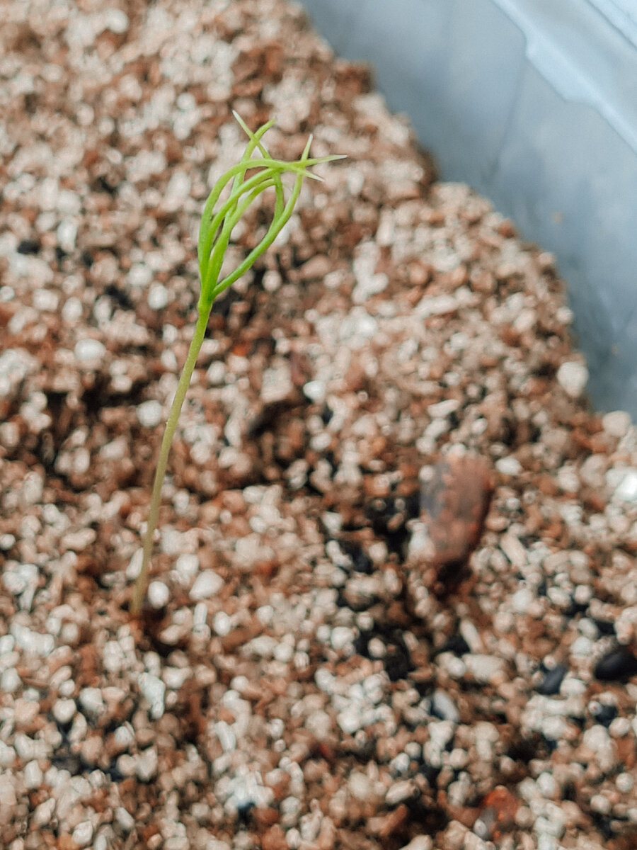 Ель обыкновенная, первые ростки