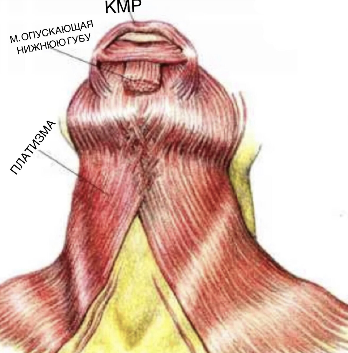 Подкожная мышца шеи platysma