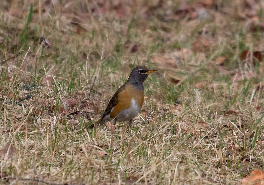 Фото: Яковлев Александр