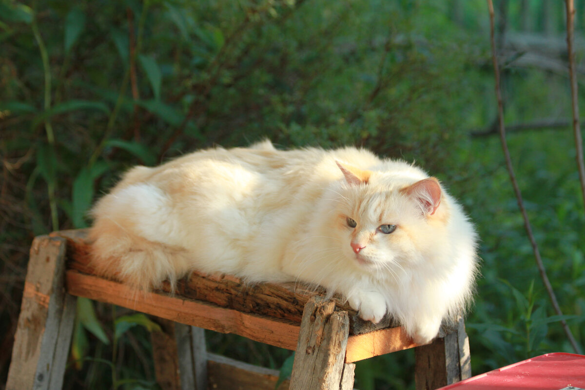 Янис. Фото автора