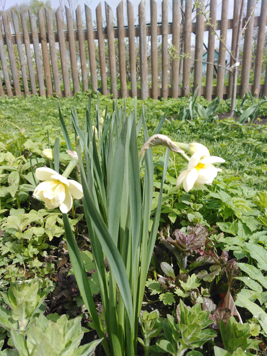 От края Можжевелового розария, мимо приствольного круга черешни Ревна и дальше вдоль забора, до малинника, скрытого за домом.