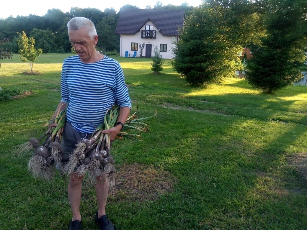Наш чеснок 