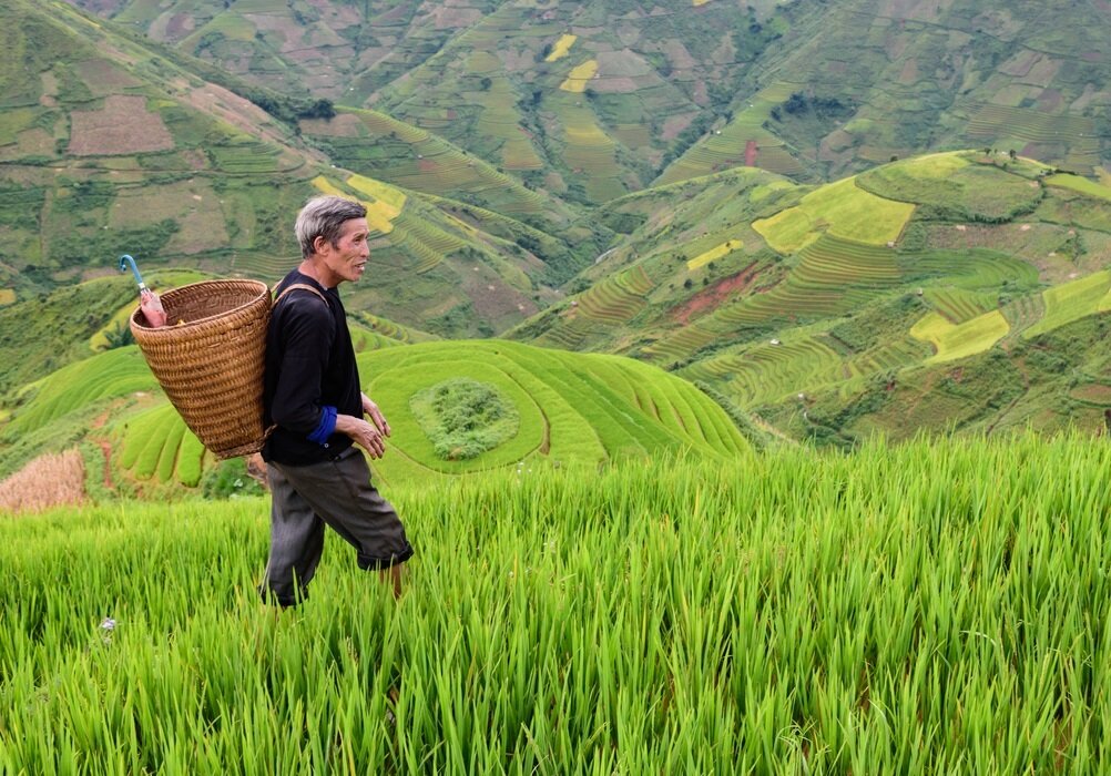 В 2022 году Китай собрал 149 млн тонн риса, а также почти 138 млн тонн пшеницы. Россия, крупнейший поставщик пшеницы на мировой рынок, собрал менее 102 млн тонн. 