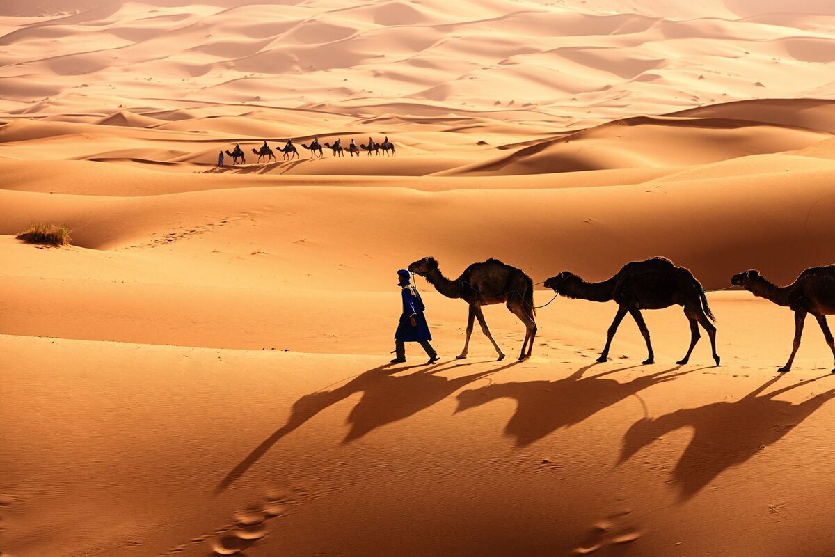Африка пустыня сахара. Пустыня сахара Оазис. Марокко Саванна. Сахара Африка пустыня сахара Африка. Караван путешествий