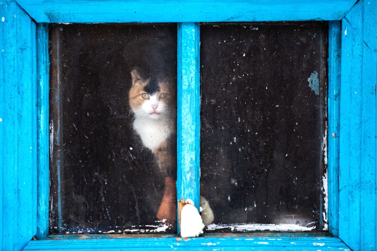  📷 📷 📷 📷 📷 📷 📷 📷 📷 📷 📷 📷 📷 📷 📷 📷 📷 📷 📷 📷 📷 📷 📷 📷 📷 📷 📷 📷 📷 📷 📷 📷 📷 📷 📷 📷 📷 📷 📷 📷 📷 📷   Празднование Дня кошек в России совпадает с началом весны