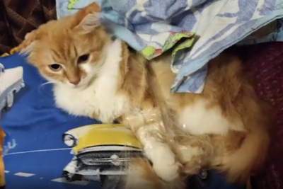    Кот Свердловского блогера Николая Черепанова ©Telegram-канал SHOT