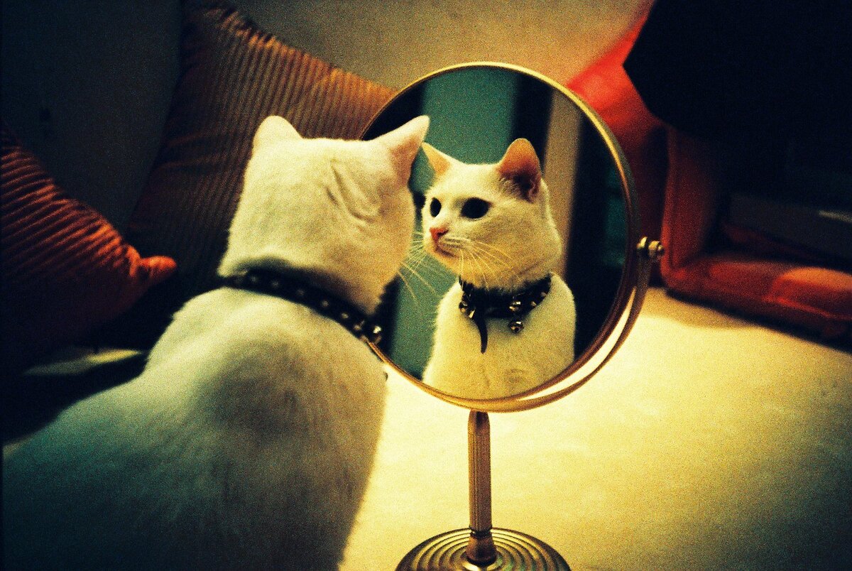 фото из открытого доступа.