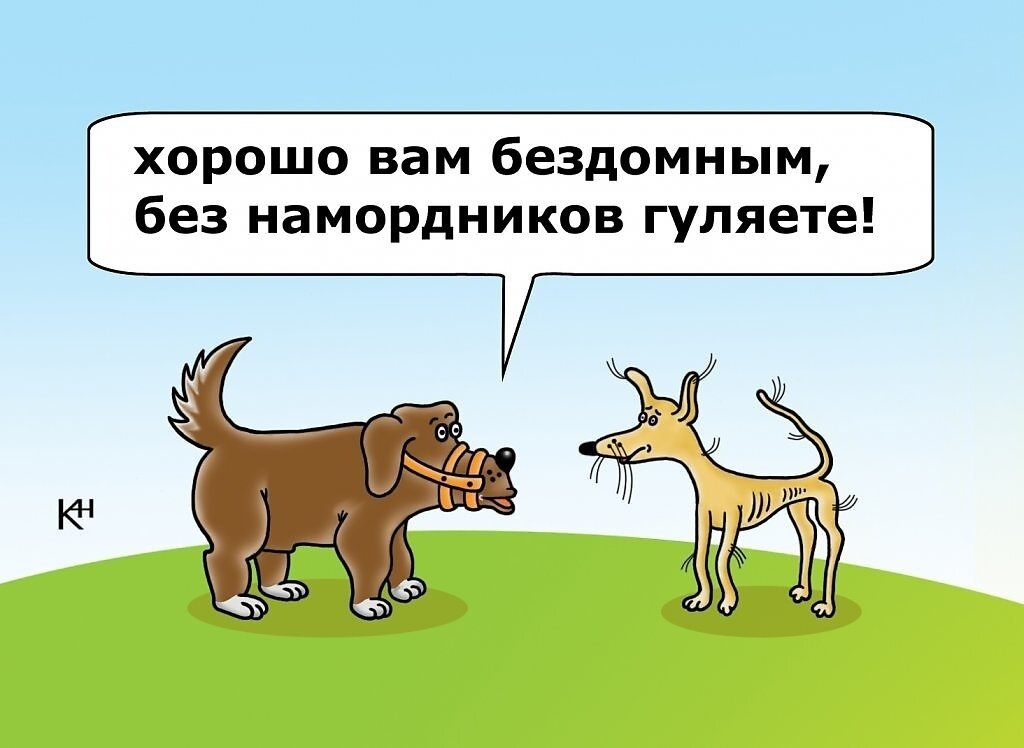 Ой погуляли. Анекдоты про собак. Анекдоты про собак смешные. Собака карикатура. Анекдоты про собак детские.