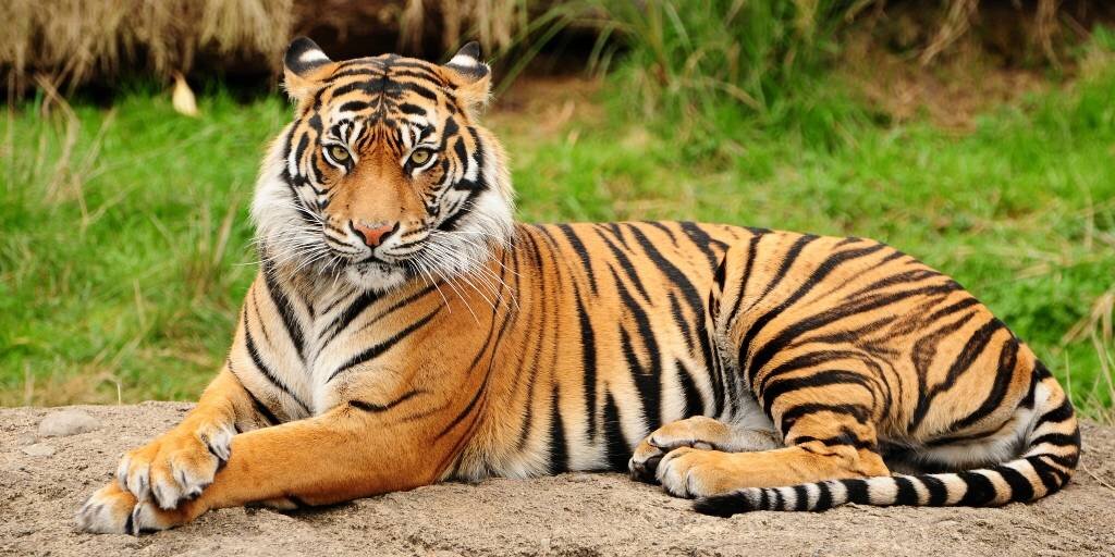 Тигр (Panthera tigris) — хищник класса млекопитающие, типа хордовые, отряда хищные, семейства кошачьи, рода пантеры, подсемейства большие кошки. Свое название он получил от древнеперсидского слова tigri, что означает “острый, быстрый”, и от древнегреческого слова “стрела”.Тигр — самый крупный и тяжелый представитель семейства кошачьих. Самцы некоторых тигров достигают в длину 3 метра и имеют вес свыше 300 кг. Тигры занесены в Красную книгу, а охота на этих животных запрещена.