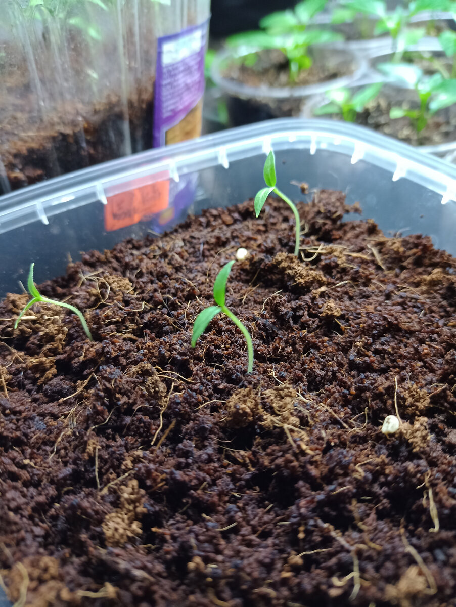 Крошка Тыква на палочке 