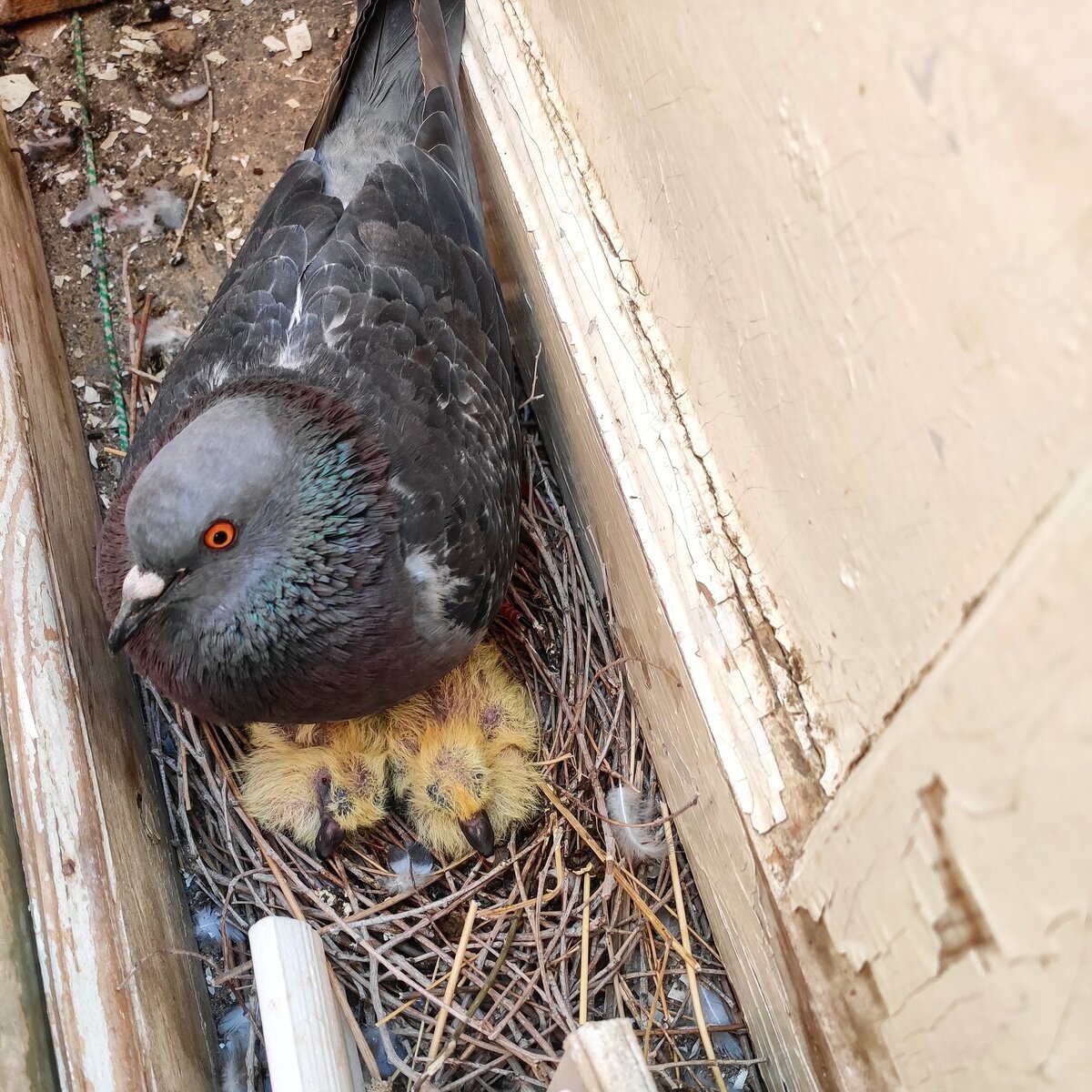 Фото из сети, но, довольно похожее