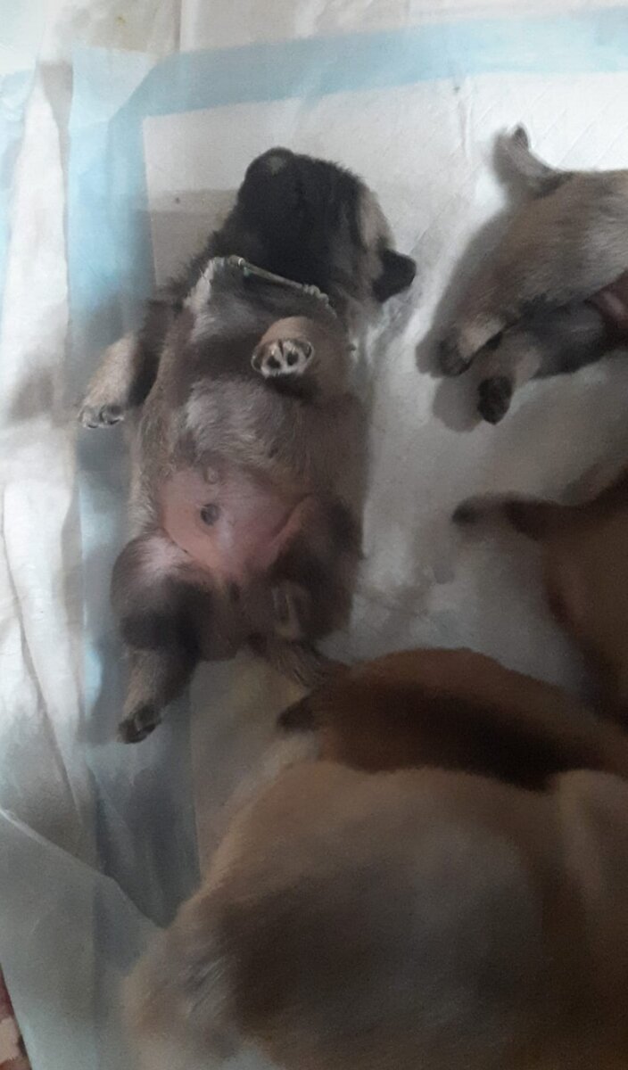 моя малышня