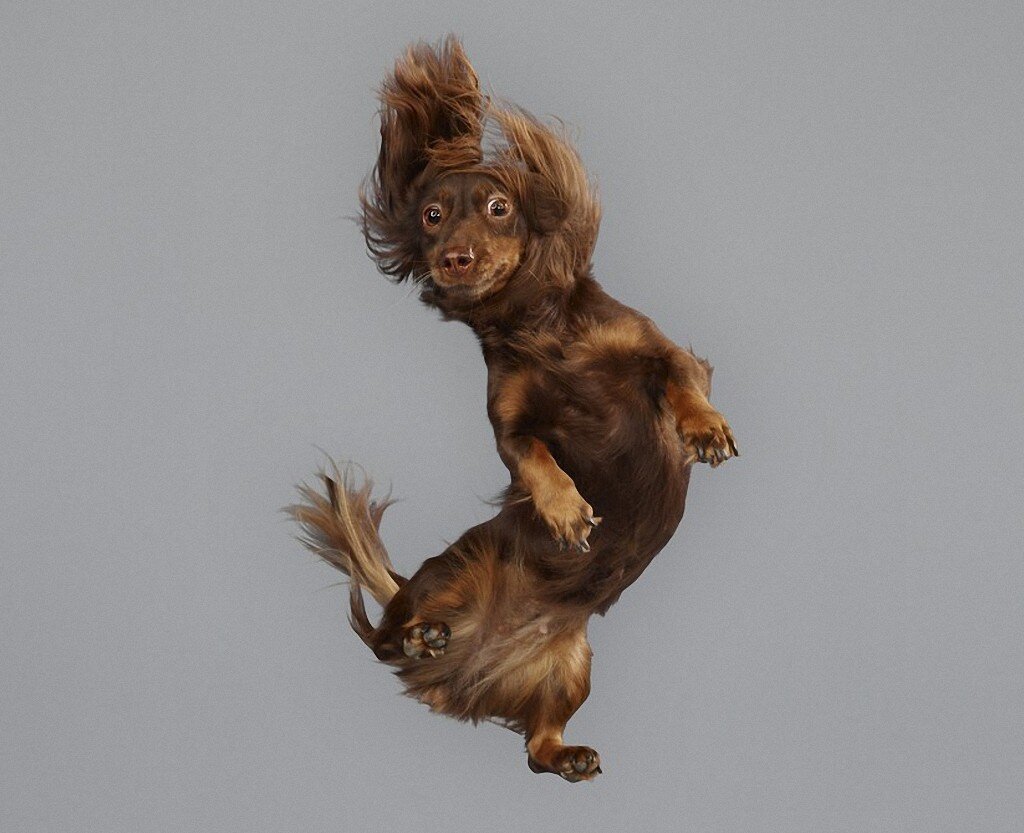 My dog can jump. Собака прыгает. Собака в прыжке. Собака в полете. Собака подпрыгивает.
