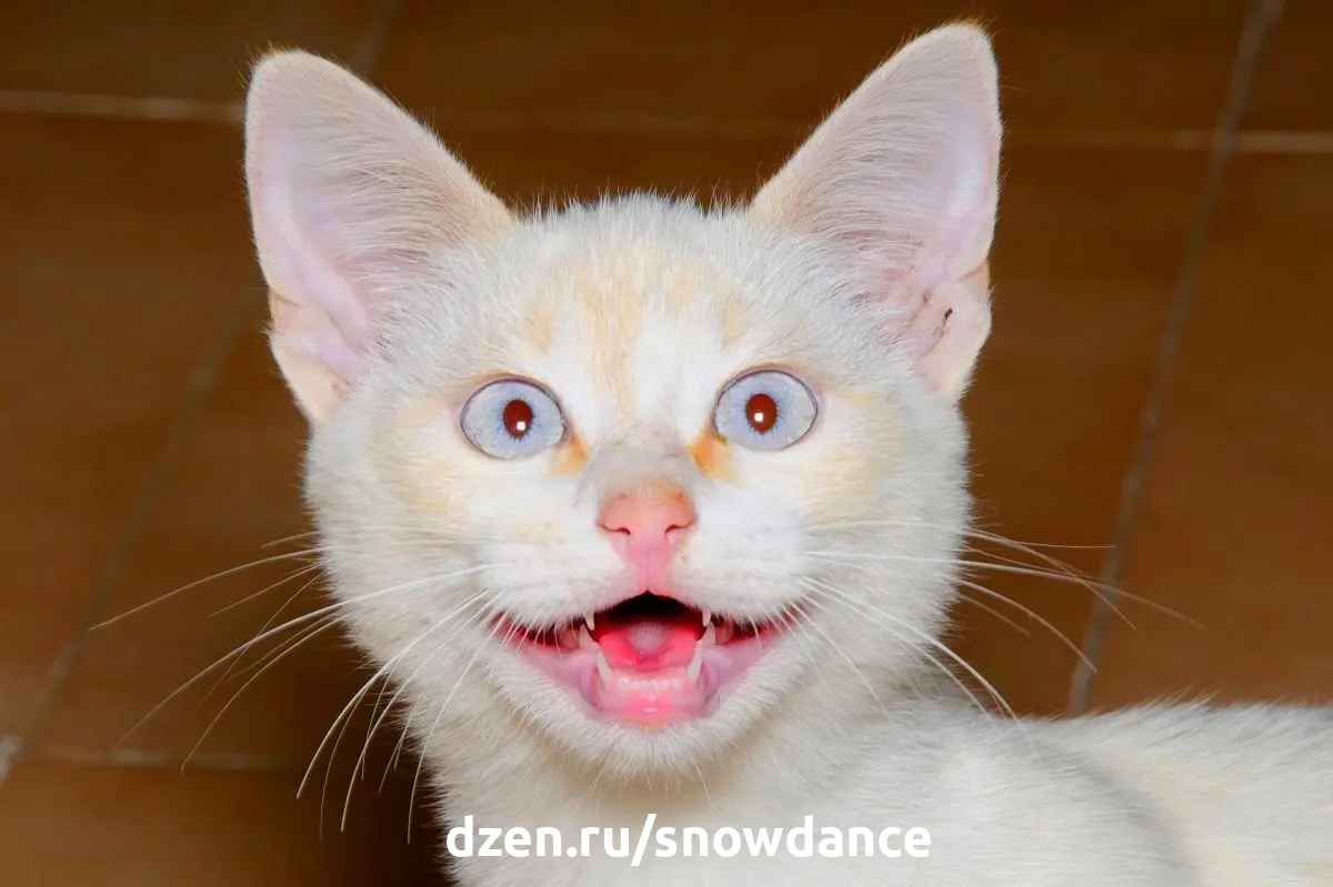 Кошачьи фетиши. Эти предметы "заводят" каждую кошку! | КотоВедение | Дзен