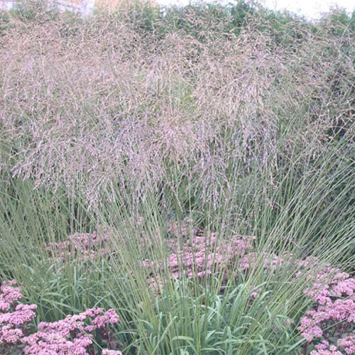 Все фото из питомников