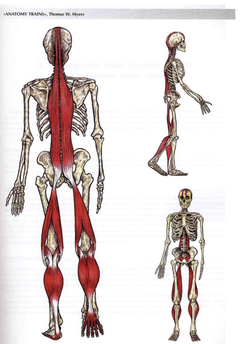 Задняя фасциальная цепь 