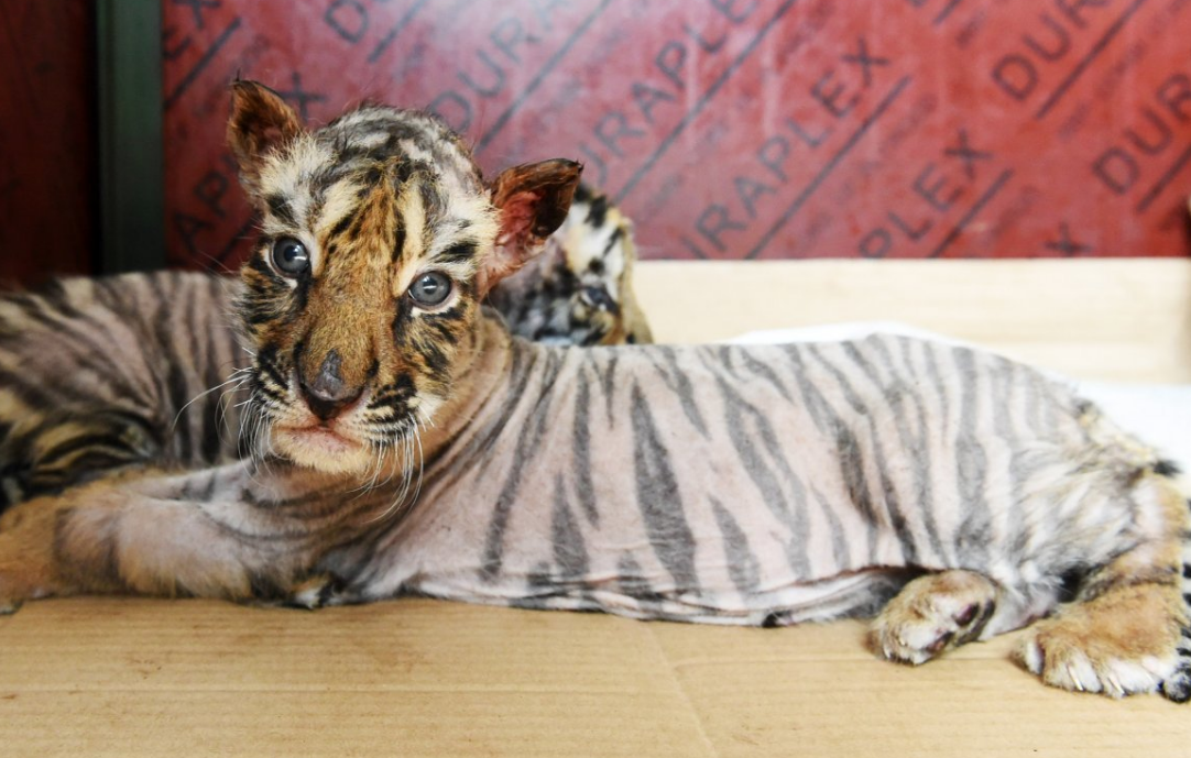 Суматранский тигр. Малайский тигр (panthera tigris jacksoni). Тигр 2 p. Суматранский тигр. Тигровый без.