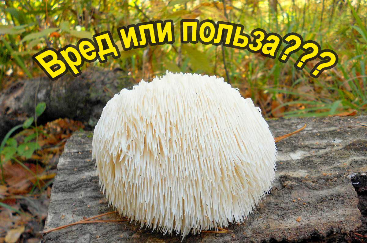 ЕЖОВИК ПЁСТРЫЙ (SARCODON IMBRICATUS) — Teletype