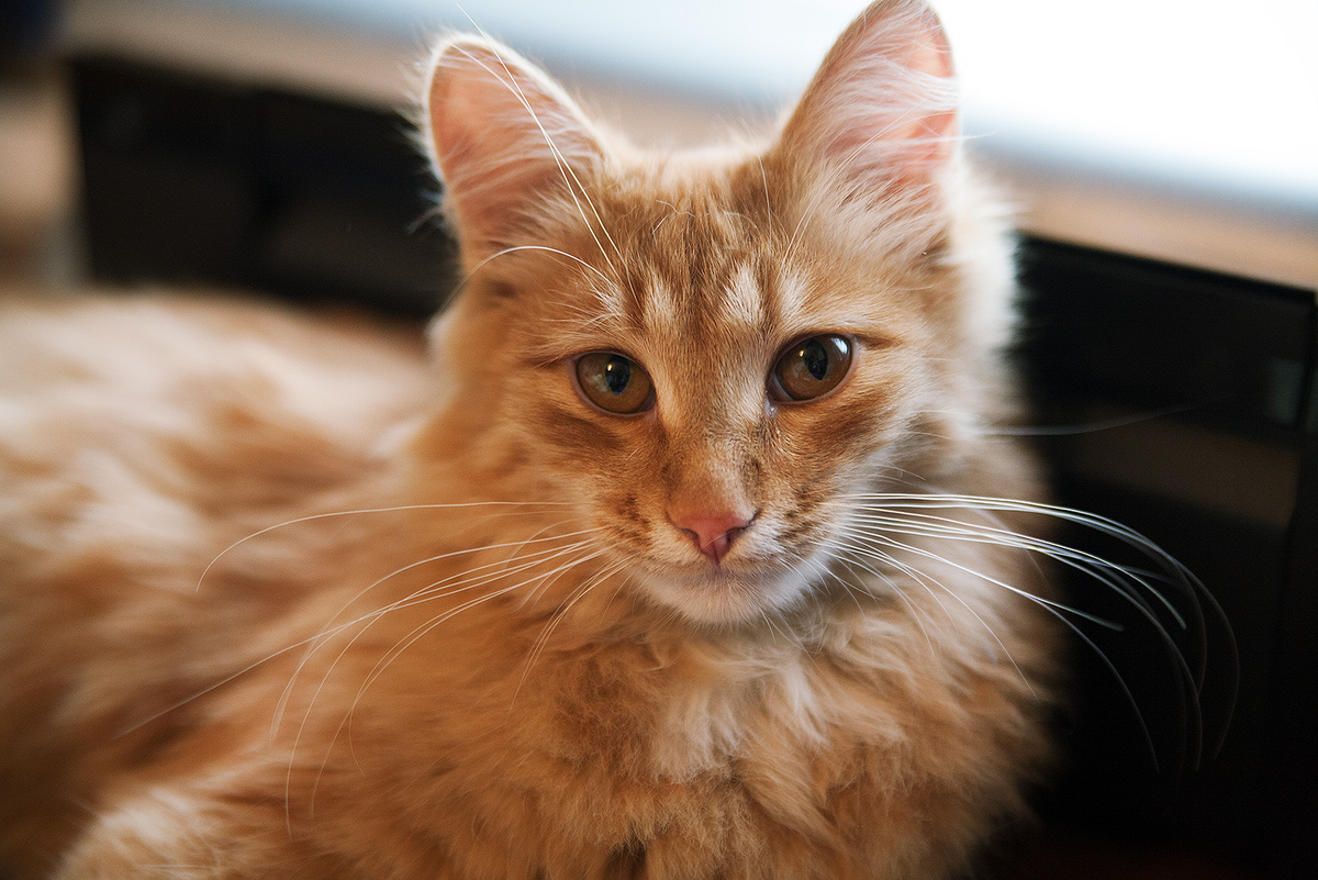 Европейский короткошерстный кот рыжий. Рыжий котик. Рыжий молодой котик. Ginger tabby cat порода. Рыжие коты.