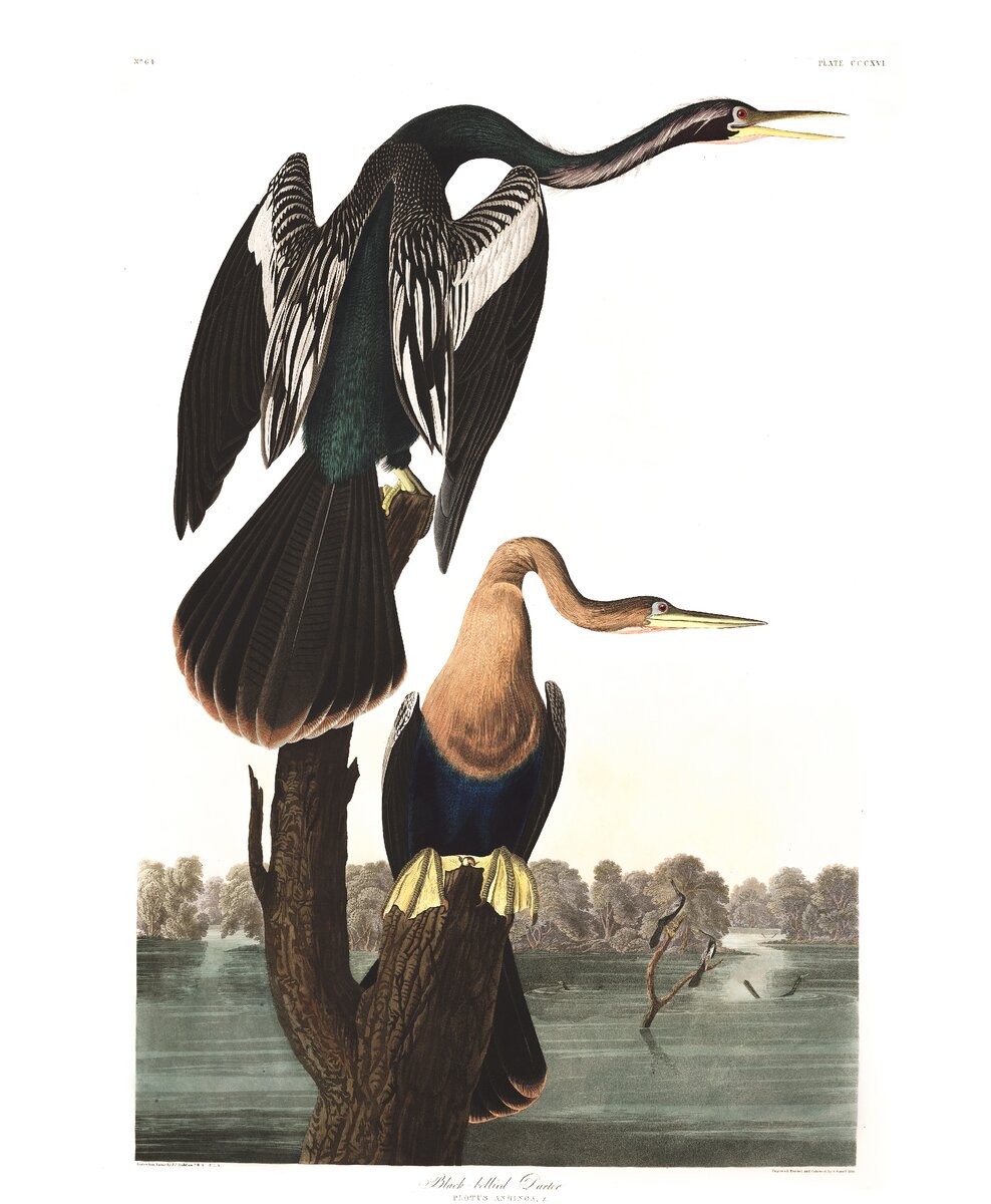 Американская змеешейка, Anhinga anhinga